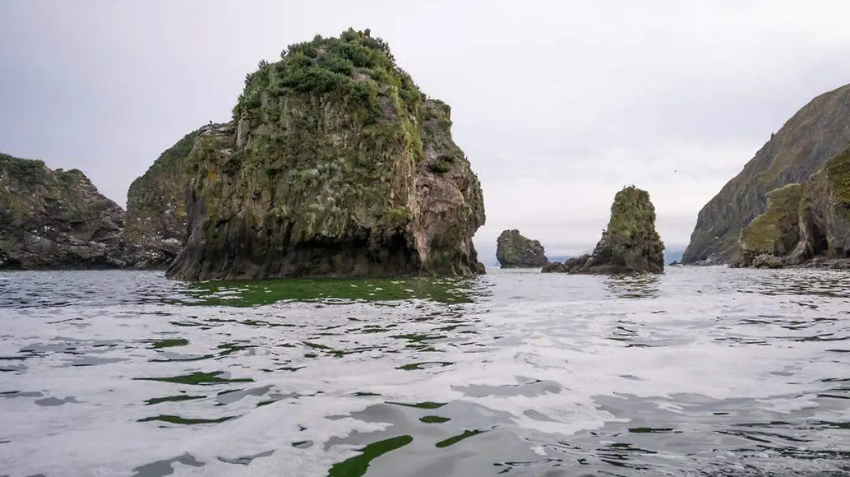 Aguas contaminadas matan animales marinos-AFP